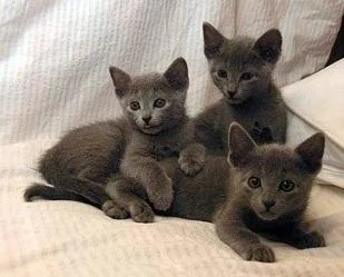 Russian Blue Kittens Health Guarantee