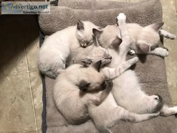 Siamese Kittens