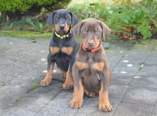 Doberman Pinscher puppies Come cropped and docked