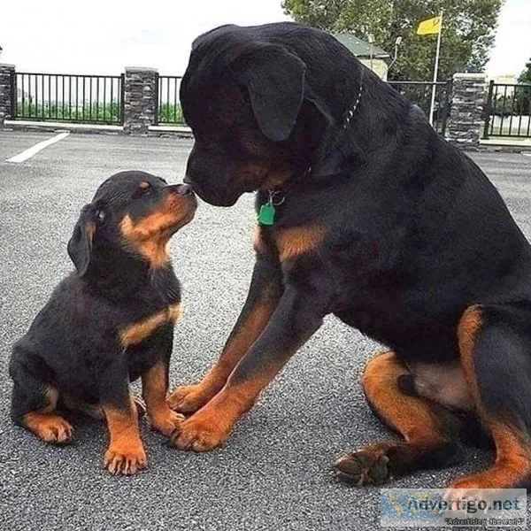 ROTTWEILER PUPPIES AVAILABLE