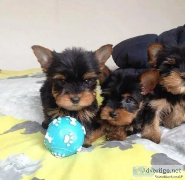 yorkie puppies for x mas