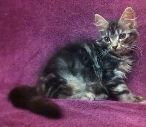 Maine coon kittens