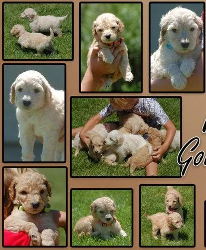 Handsome Goldendoodle puppies
