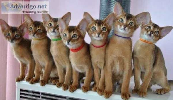 Abyssinian Kittens Available now