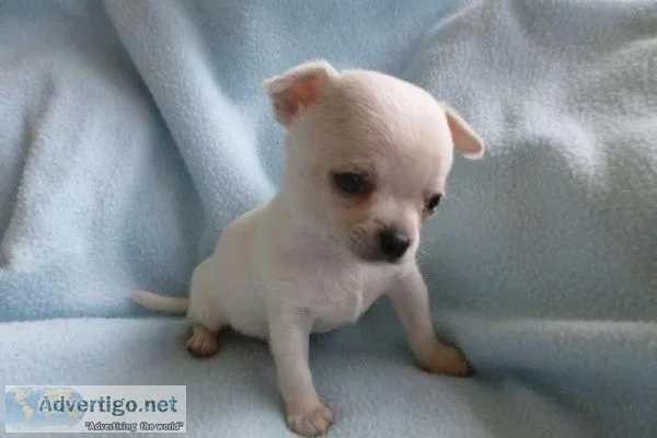 He is a wonderful little male Chihuahua.