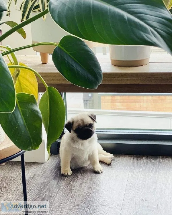 Adorable Pug Puppy