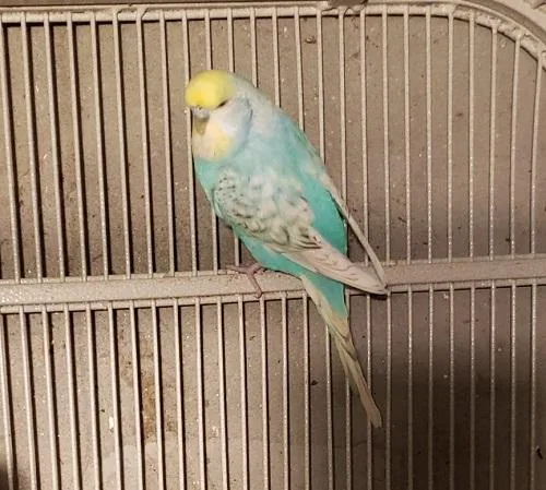 English BudgiesBudgie for 100-150 each