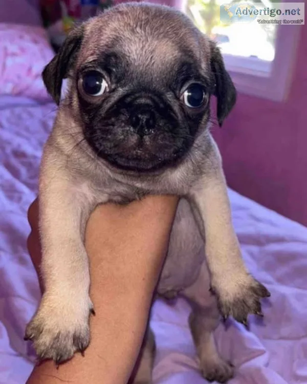 Pug puppy for Rehoming