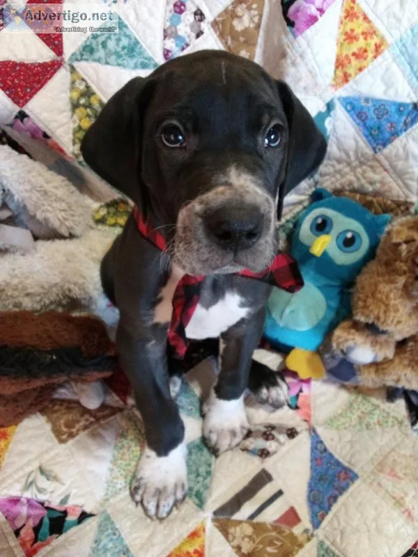 AKC Great Dane Puppy