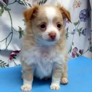 Chihuahua (Female) Puppy
