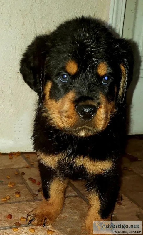 AKC Rottweiler puppies