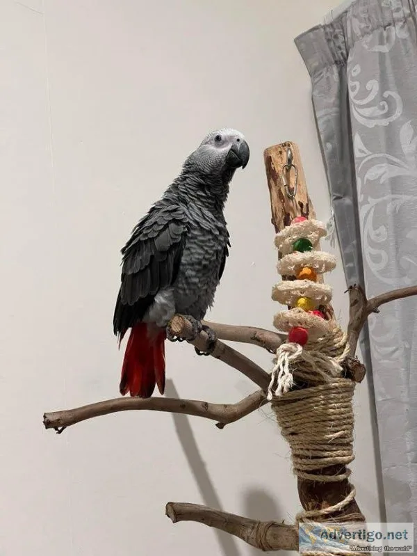 African Grey Congo Parrot