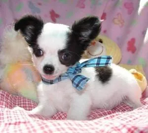 Lovely Tiny Chihuahua Puppies