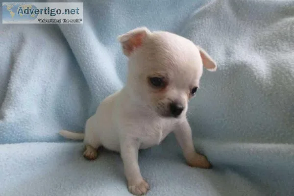 Friendly Chihuahua Puppies