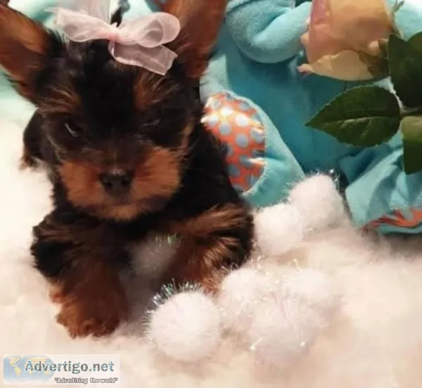 extremely cute teacup yorkie puppies to loving homes