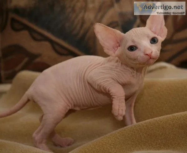 TICA Sphynx Kittens