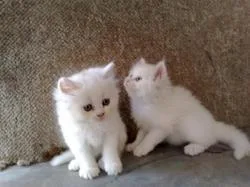 Gorgeous Persian kittens