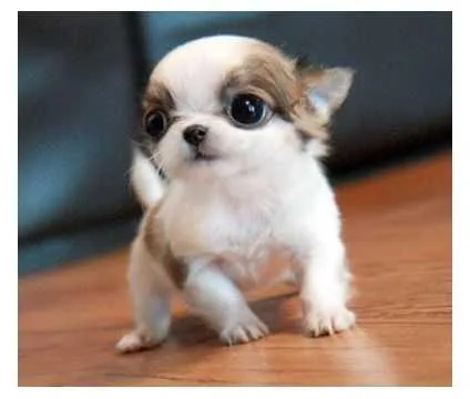 Longhaired Chihauhua Pups For Sell 400.00