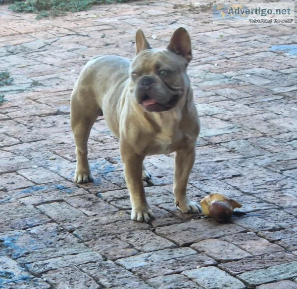 French Bulldogs Stud