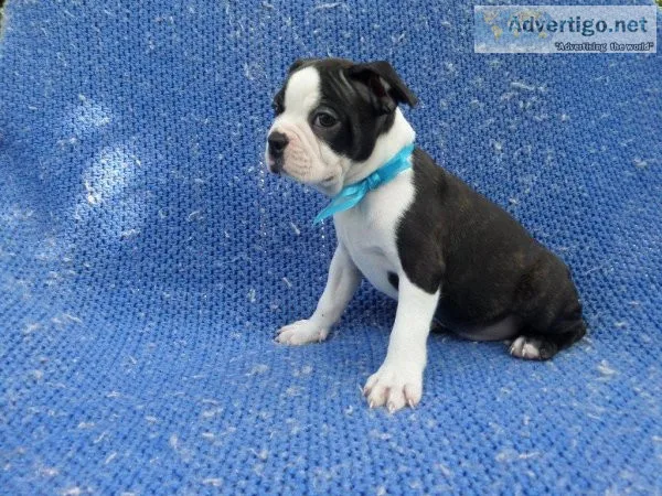 Boston Terrier Puppies