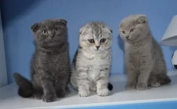 litter of Scottish fold KITTENS Champions bloodline