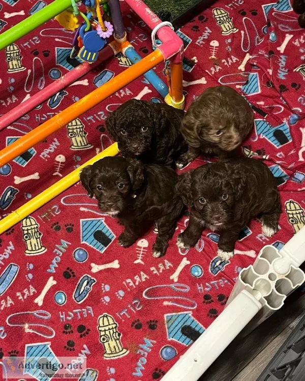 Cockapoos