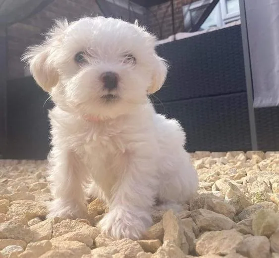 bhgt Available Maltese puppies