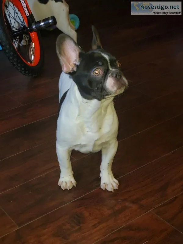 French bulldog