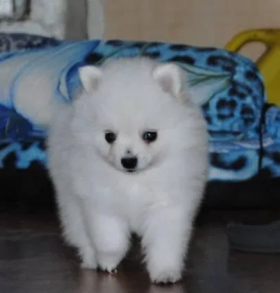 Beautiful Pomeranian Puppies ready.