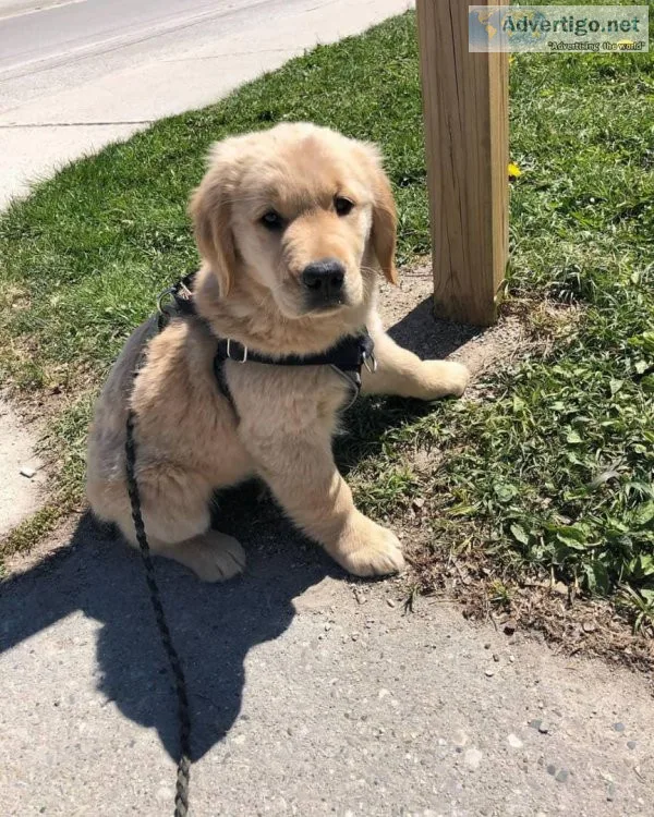 njty   Charming Golden Retriever puppies