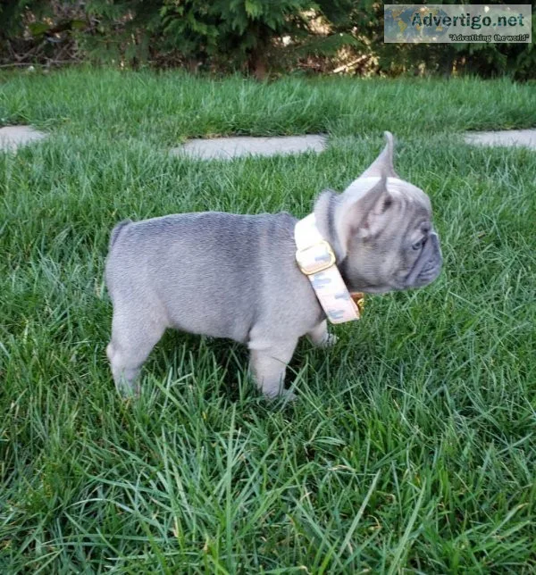 08 FRENCH BULLDOG PUPPIES FOR YOU NOW
