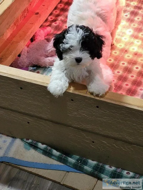 COCKAPOO F1B PUPPIES