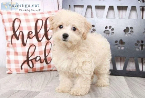 Lovely Malti-Poo Puppies For Sale