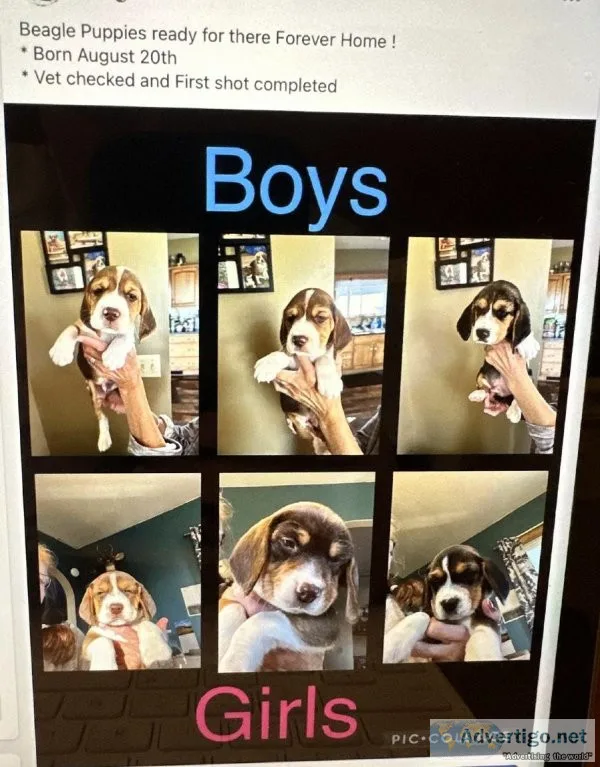 AKC beagle puppies