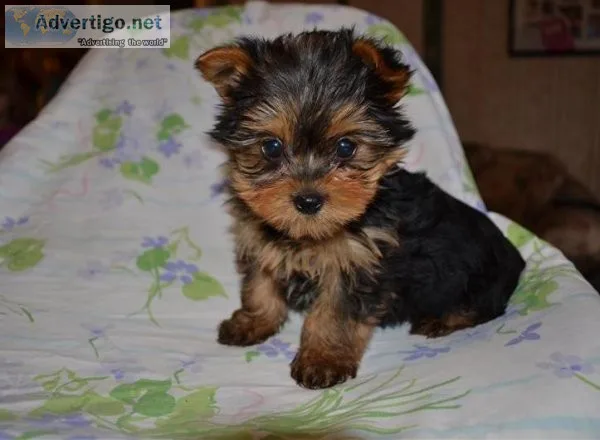 Male %Female Yorkshire terrier puppies