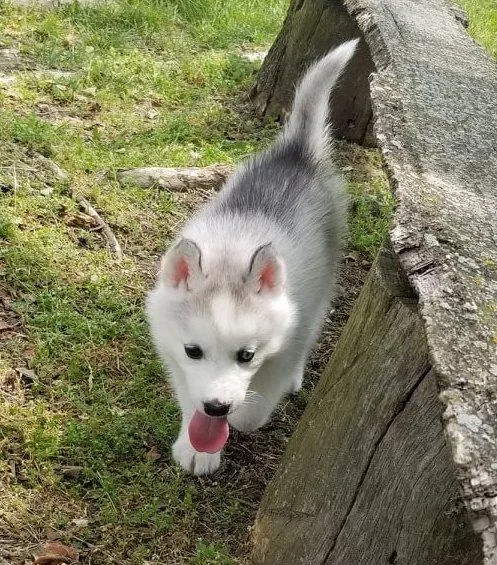 Home Raised Siberian Husky puppies available