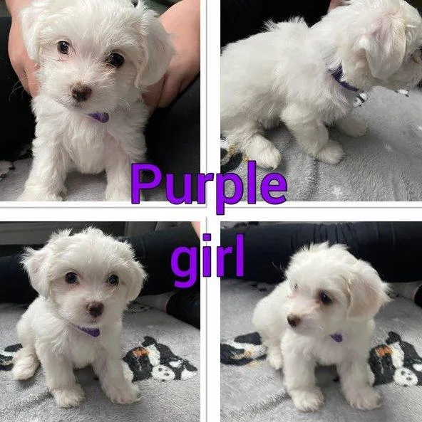 zdh Available Maltese puppies