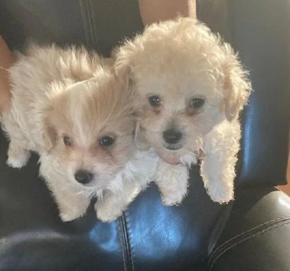 Gorgeous MaltiPoo s FemalesMale