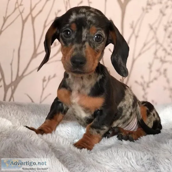 rtjk   Dapple Dachshund  puppies Available