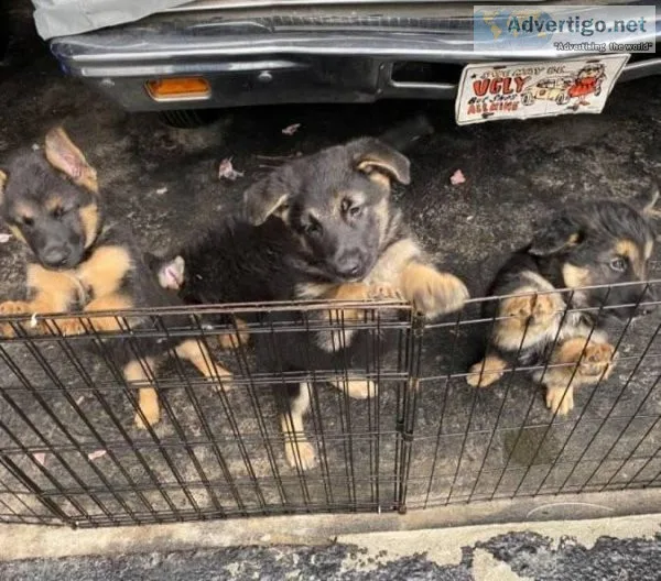 AKC German Shepherd puppies girls and boys