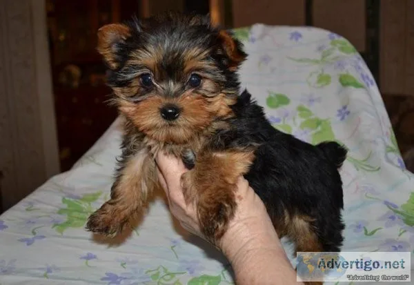 htfr  Top Quality Yorkshire terrier puppies