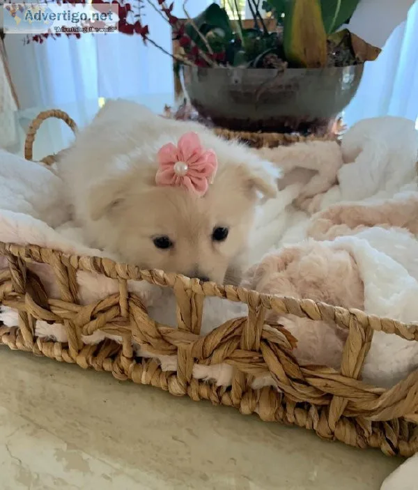 T-Cup Pomeranian Puppies 5-7 pounds two White two Redpurebred