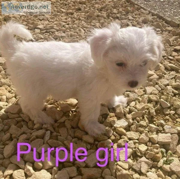 dhr  Available Maltese puppies