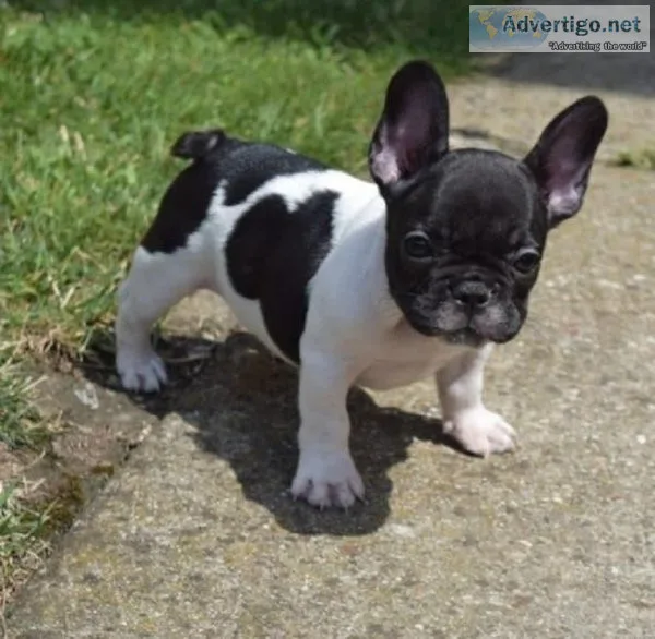 008 FRENCH BULLDOG PUPPIES FOR YOU NOW