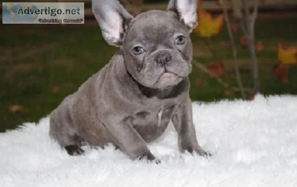 003 FRENCH BULLDOG PUPPIES FOR YOU NOW