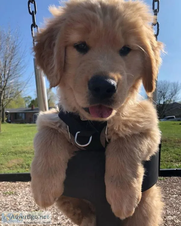 hhrt Charming Golden Retriever puppies