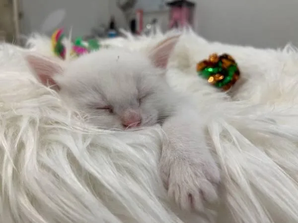 Sweet Kitten for Sale - 80