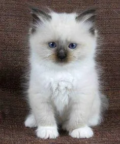 Ragdoll Kittens