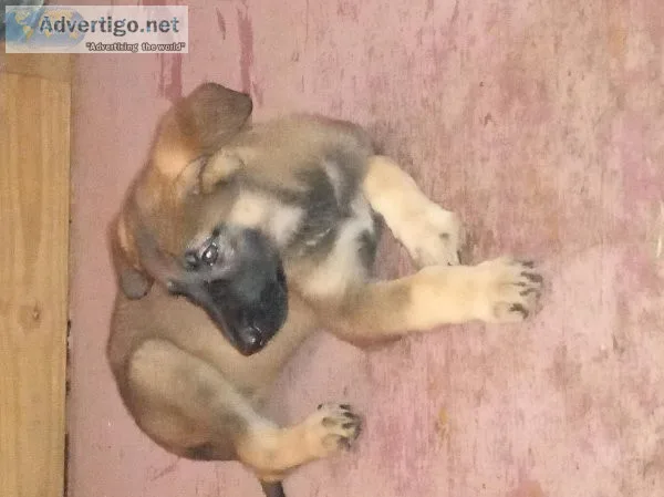 German Shepherd Puppies