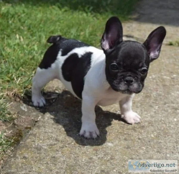 06 FRENCH BULLDOG PUPPIES FOR YOU NOW
